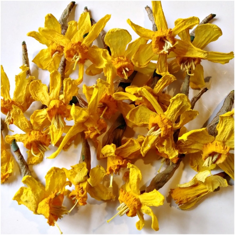12+ Naturally Dried Daffodil Flowers
